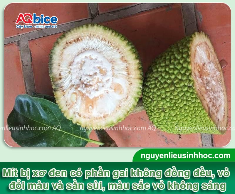 Bệnh xơ đen trên mít: Nguyên nhân và Cách xử lý hiệu quả 3 Bệnh xơ đen trên mít: Nguyên nhân và Cách xử lý hiệu quả