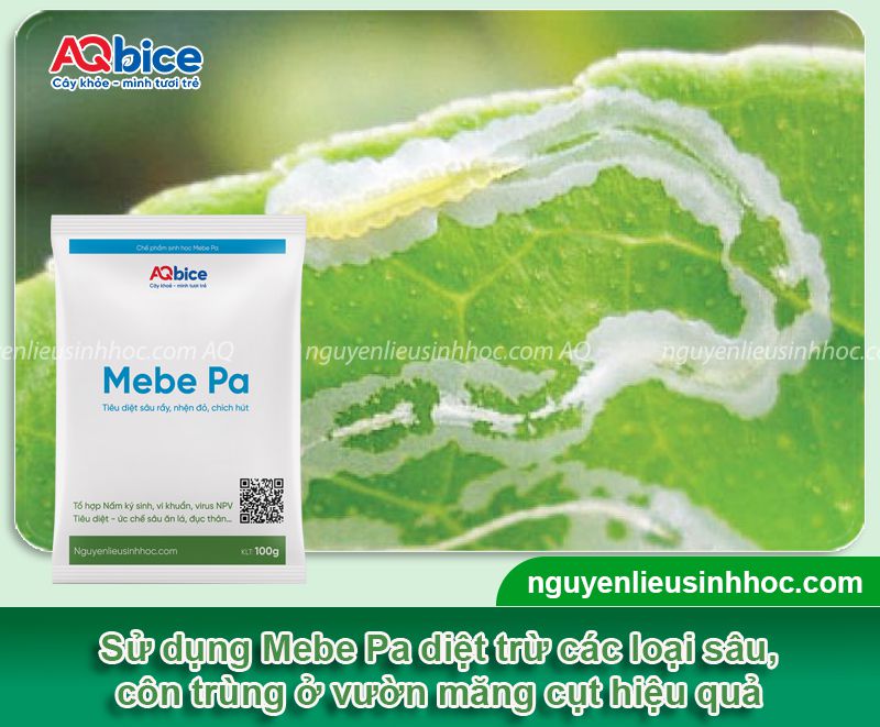 Chăm sóc măng cụt sau thu hoạch giúp cây mau phục hồi 8 Chăm sóc măng cụt sau thu hoạch giúp cây mau phục hồi