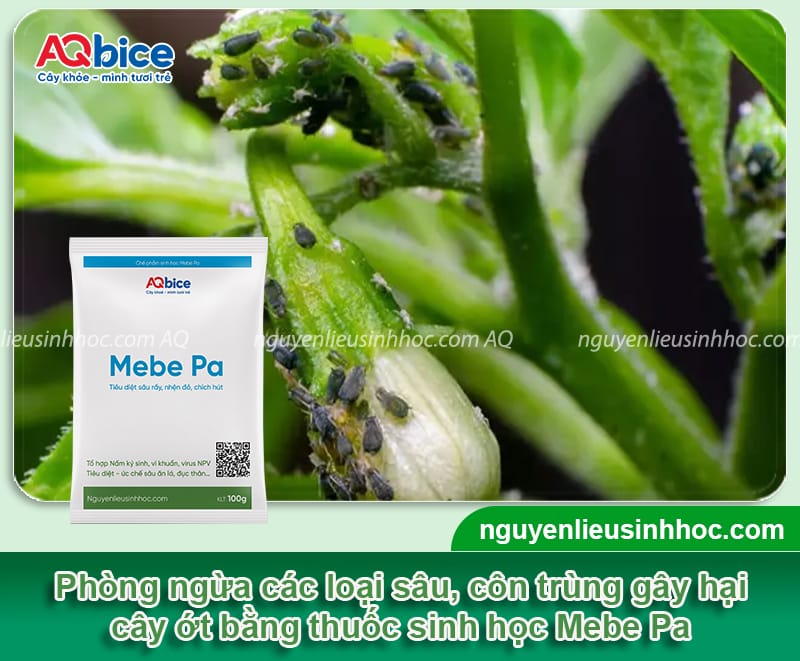 Ớt ra hoa nhưng không đậu quả là do đâu? Cách khắc phục 5 Ớt ra hoa nhưng không đậu quả nguyên nhân là do đâu? Biện pháp khắc phục cho cây ớt ra hoa đồng loạt, chống rụng hoa, tăng tỷ lệ đậu quả, lớn trái.