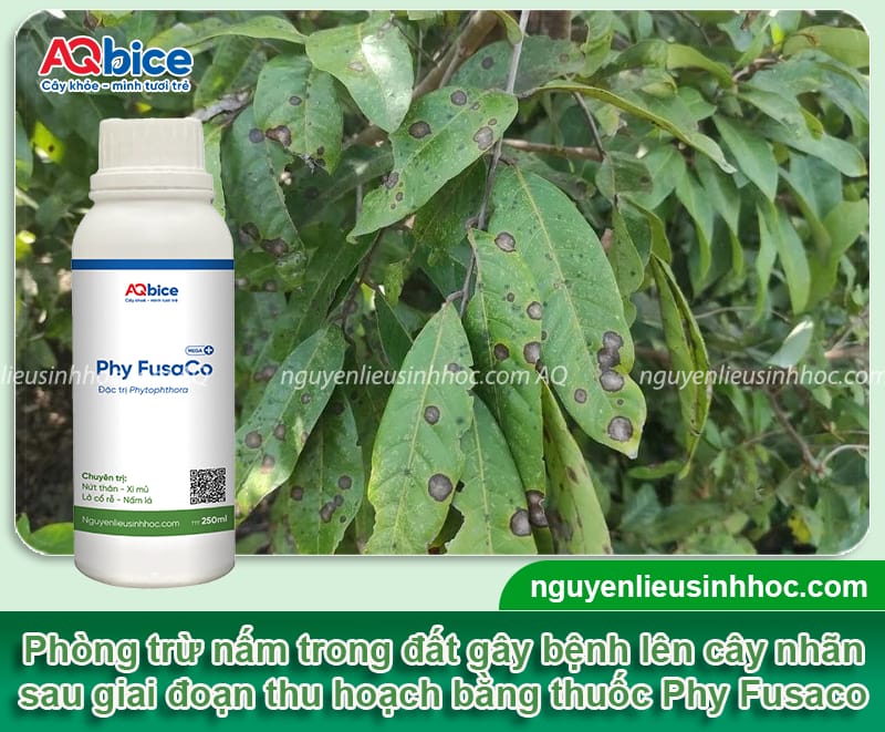 Chăm sóc nhãn sau thu hoạch giúp cây mau phục hồi 7 Chăm sóc nhãn sau thu hoạch giúp cây mau phục hồi