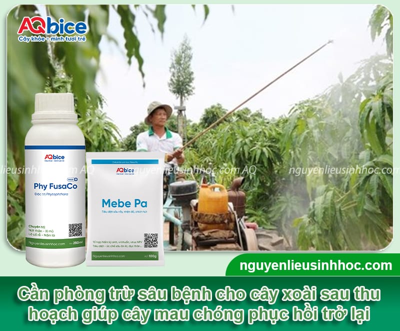 Cách chăm sóc cây xoài sau khi thu hoạch nhanh phục hồi 6 Cách chăm sóc cây xoài sau khi thu hoạch nhanh phục hồi