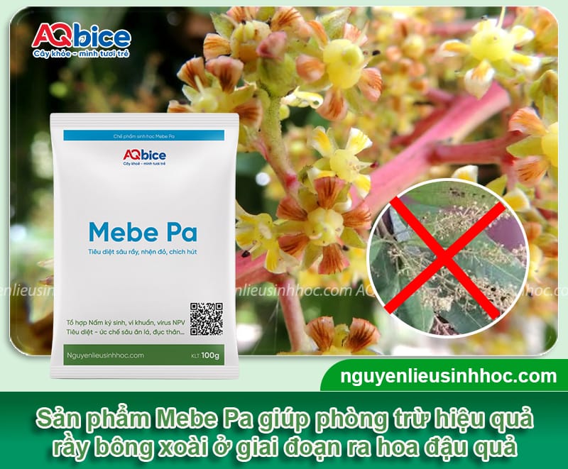 Xoài ra hoa nhưng không đậu quả đâu là nguyên nhân chính?