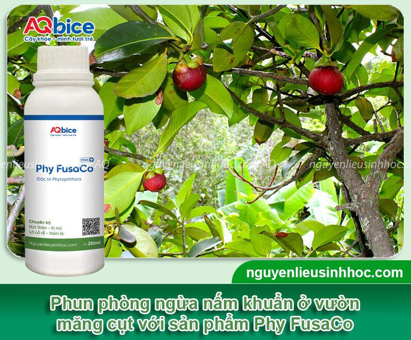 Chăm sóc măng cụt sau thu hoạch giúp cây mau phục hồi 11 Chăm sóc măng cụt sau thu hoạch giúp cây mau phục hồi