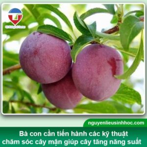 Kỹ thuật trồng và cách chăm sóc cây mặn sai quả trĩu cành