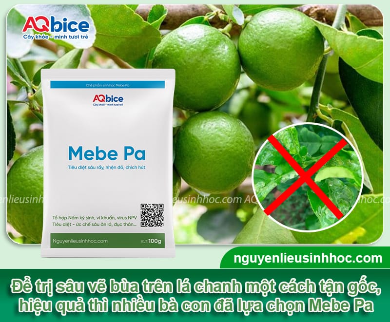 Xử lý dứt điểm sâu vẽ bùa trên cây chanh giúp cây xanh tốt