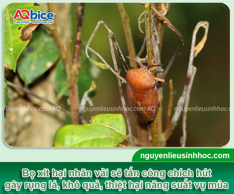 Bọ xít hại nhãn vải: Nhận biết và Cách phòng trừ dứt điểm 4 Bọ xít hại nhãn vải: Nhận biết và Cách phòng trừ dứt điểm