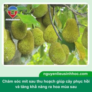 Hướng dẫn chăm sóc mít sau thu hoạch cho cây mau phục hồi