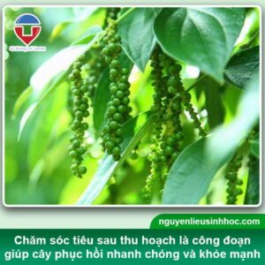 Chăm sóc tiêu sau thu hoạch mau hồi phục, chuẩn bị vụ tới