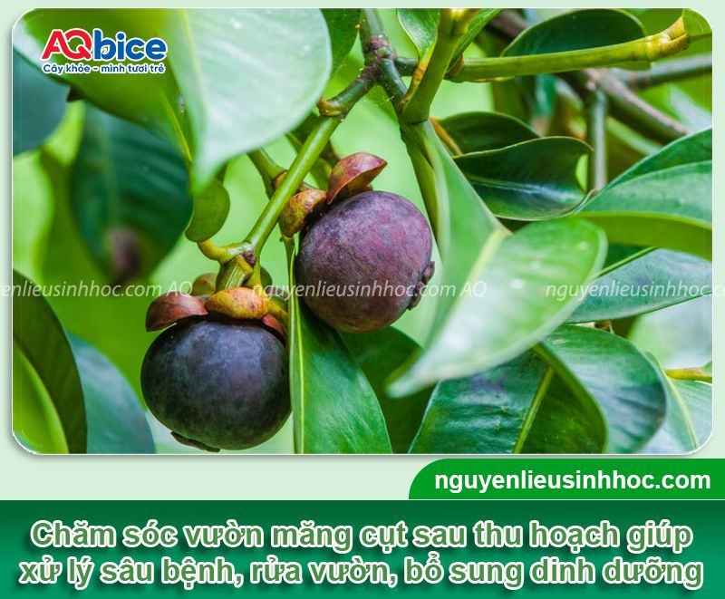 Chăm sóc măng cụt sau thu hoạch giúp cây mau phục hồi
