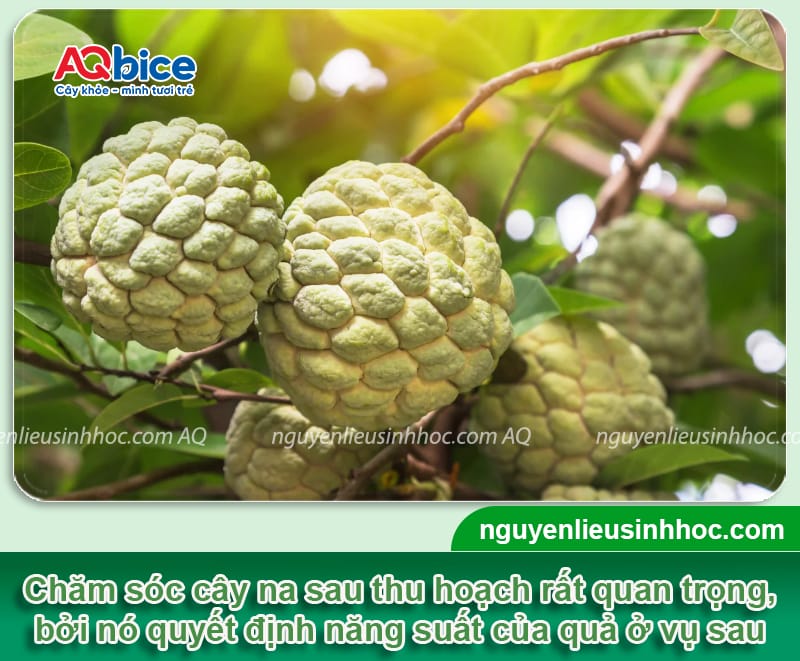 Cách chăm sóc cây na sau khi thu hoạch giúp vụ sau bội thu