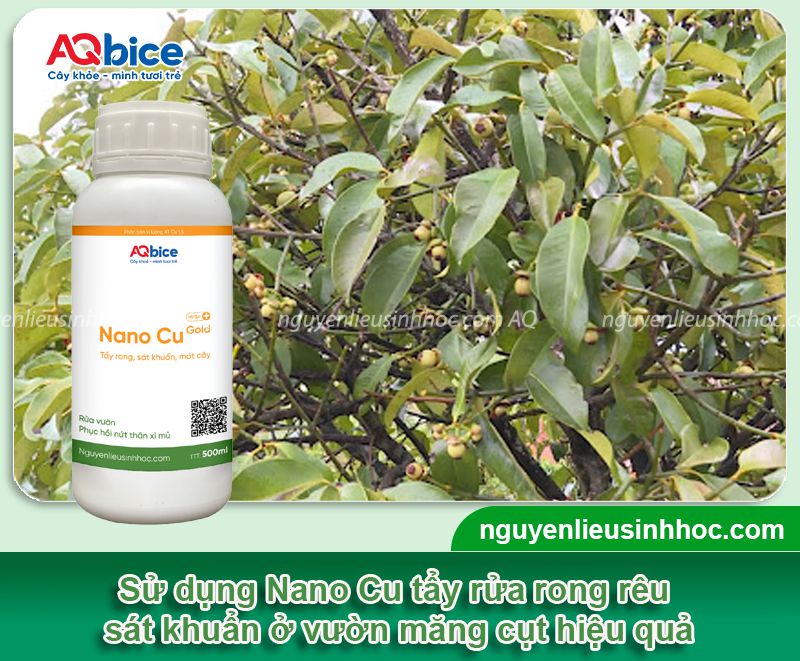 Chăm sóc măng cụt sau thu hoạch giúp cây mau phục hồi 7 Chăm sóc măng cụt sau thu hoạch giúp cây mau phục hồi