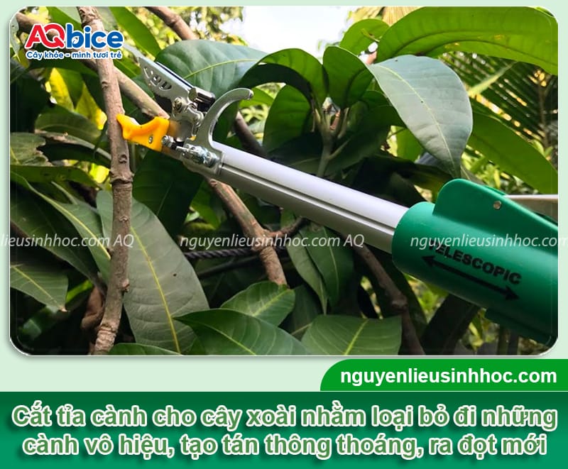 Cách chăm sóc cây xoài sau khi thu hoạch nhanh phục hồi 2 Cách chăm sóc cây xoài sau khi thu hoạch nhanh phục hồi