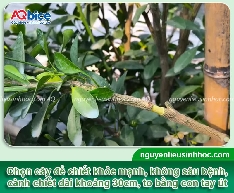 Hướng dẫn cách chiết cây tắc thành công 100%, mau ra trái