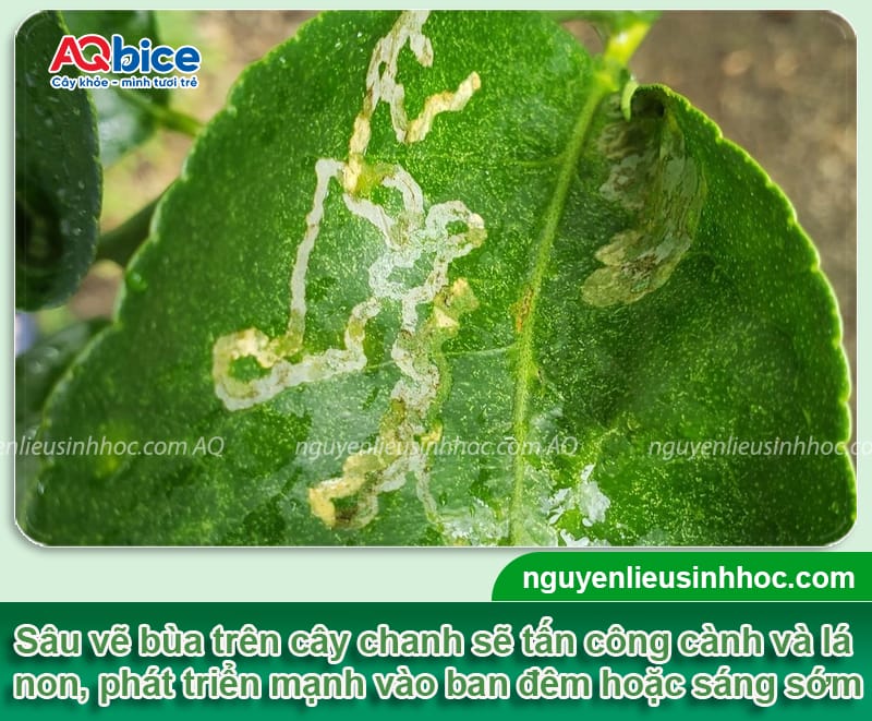 Xử lý dứt điểm sâu vẽ bùa trên cây chanh giúp cây xanh tốt