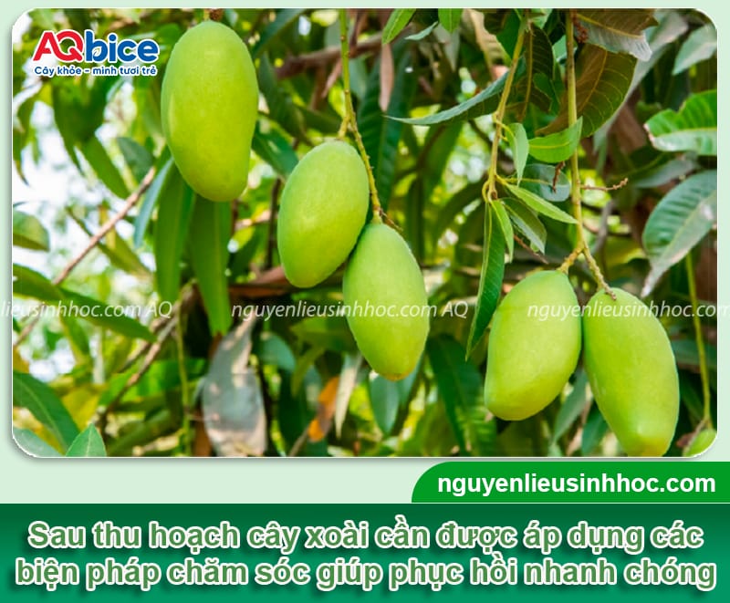 Cách chăm sóc cây xoài sau khi thu hoạch nhanh phục hồi 1 Cách chăm sóc cây xoài sau khi thu hoạch nhanh phục hồi