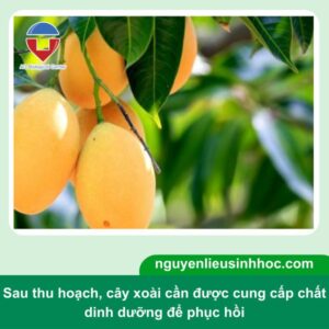 Cách chăm sóc cây xoài sau khi thu hoạch nhanh phục hồi