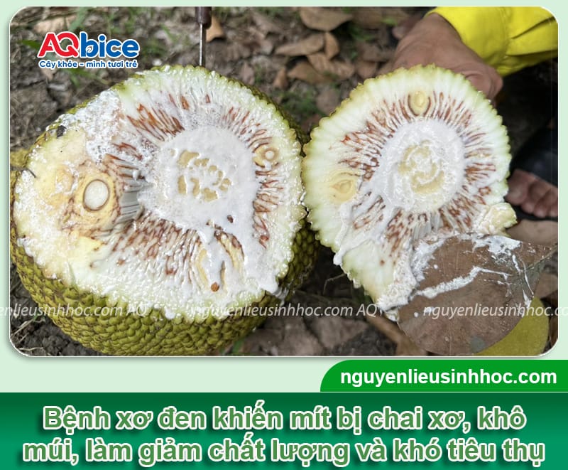 Bệnh xơ đen trên mít: Nguyên nhân và Cách xử lý hiệu quả