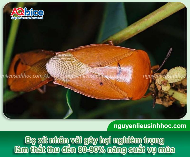Bọ xít hại nhãn vải: Nhận biết và Cách phòng trừ dứt điểm