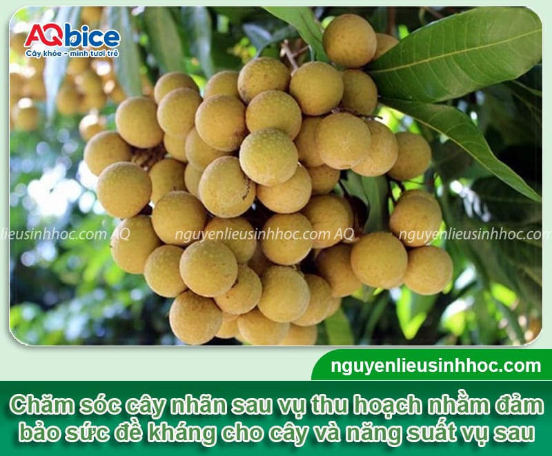 Chăm sóc nhãn sau thu hoạch giúp cây mau phục hồi