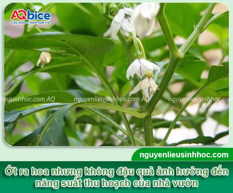 Ớt ra hoa nhưng không đậu quả là do đâu? Cách khắc phục 9 Ớt ra hoa nhưng không đậu quả nguyên nhân là do đâu? Biện pháp khắc phục cho cây ớt ra hoa đồng loạt, chống rụng hoa, tăng tỷ lệ đậu quả, lớn trái.