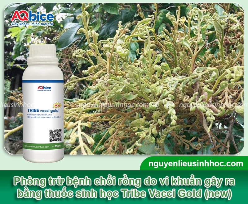 Chăm sóc nhãn sau thu hoạch giúp cây mau phục hồi 5 Chăm sóc nhãn sau thu hoạch giúp cây mau phục hồi