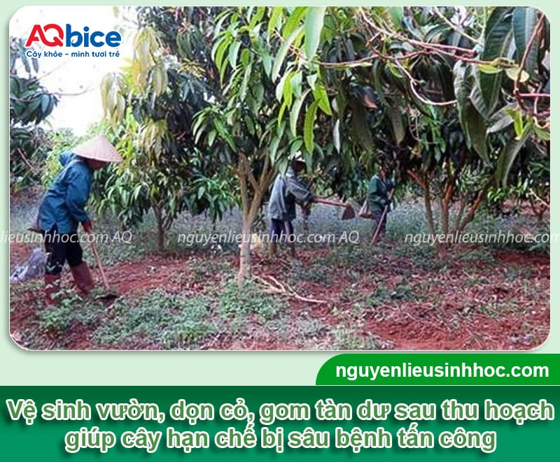 Cách chăm sóc cây xoài sau khi thu hoạch nhanh phục hồi 3 Cách chăm sóc cây xoài sau khi thu hoạch nhanh phục hồi