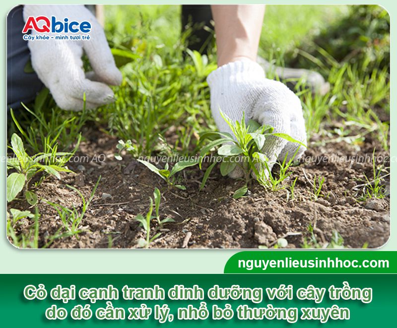 Chăm sóc măng cụt sau thu hoạch giúp cây mau phục hồi 3 Chăm sóc măng cụt sau thu hoạch giúp cây mau phục hồi