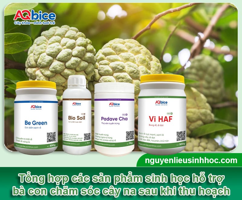 Cách chăm sóc cây na sau khi thu hoạch giúp vụ sau bội thu 5 Cách chăm sóc cây na sau khi thu hoạch giúp vụ sau bội thu