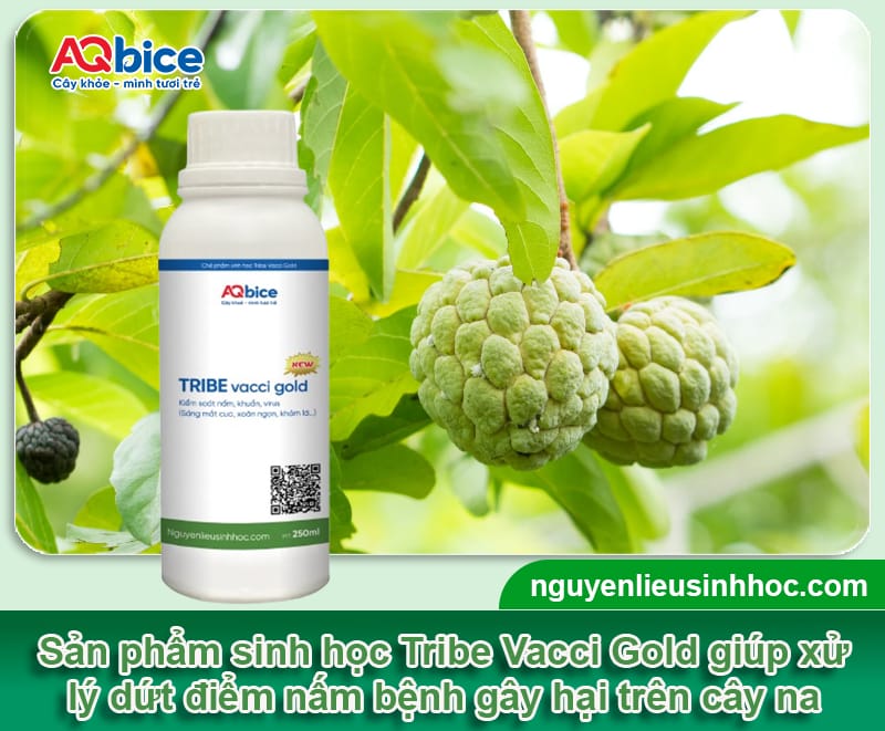 Cách chăm sóc cây na sau khi thu hoạch giúp vụ sau bội thu 4 Cách chăm sóc cây na sau khi thu hoạch giúp vụ sau bội thu