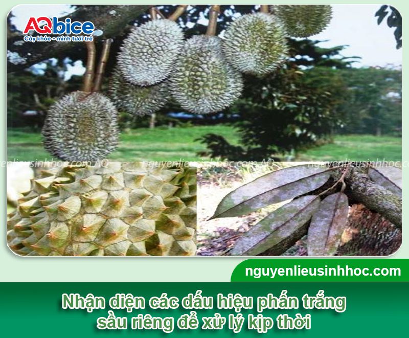 Bệnh phấn trắng trên sầu riêng: Nguyên nhân & Cách phòng trị 15 Bệnh phấn trắng trên sầu riêng: Nguyên nhân & Cách phòng trị