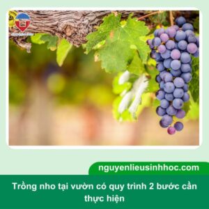 Cách trồng và chăm sóc nho trái ra trĩu cành, sai quả