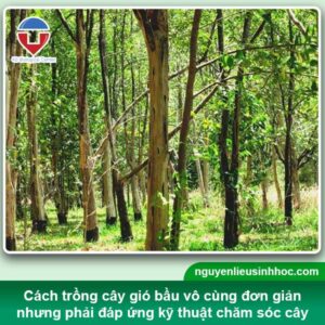 Cách trồng cây gió bầu tạo trầm đơn giản, mang giá trị cao