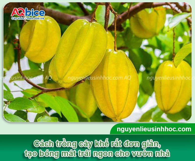 Hướng dẫn cách trồng cây khế tại nhà, trái đậu trĩu cành