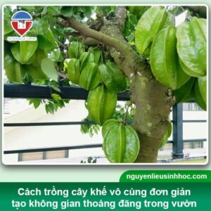 Hướng dẫn cách trồng cây khế tại nhà, trái đậu trĩu cành