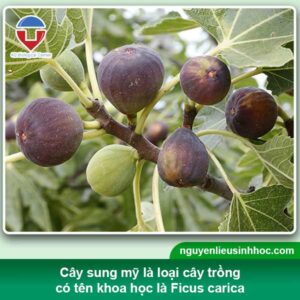 Cách trồng sung mỹ trong chậu tại nhà, trái chín trĩu cành