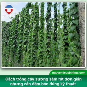 Hướng dẫn cách trồng cây sương sâm từ hạt và cành giống