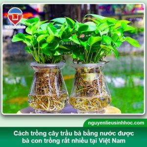 Cách trồng cây trầu bà bằng nước tại nhà xanh lá, đứng cây