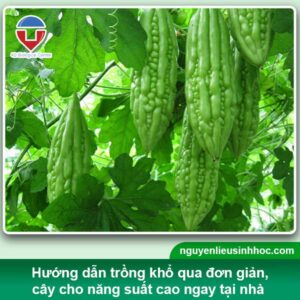 Cách trồng khổ qua từ hạt giống đơn giản, nảy mầm 100%