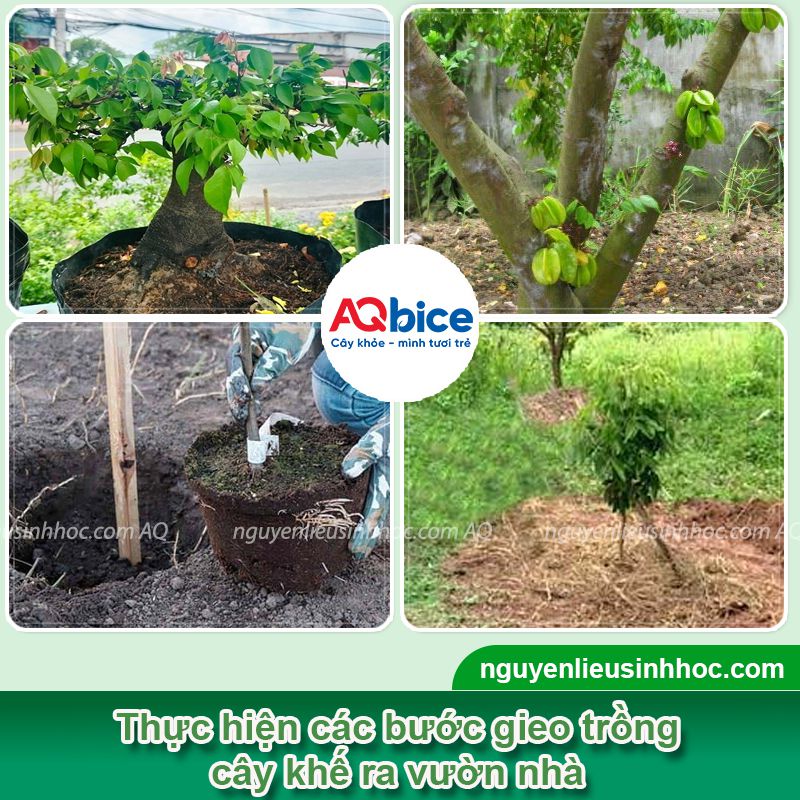 Hướng dẫn cách trồng cây khế tại nhà, trái đậu trĩu cành