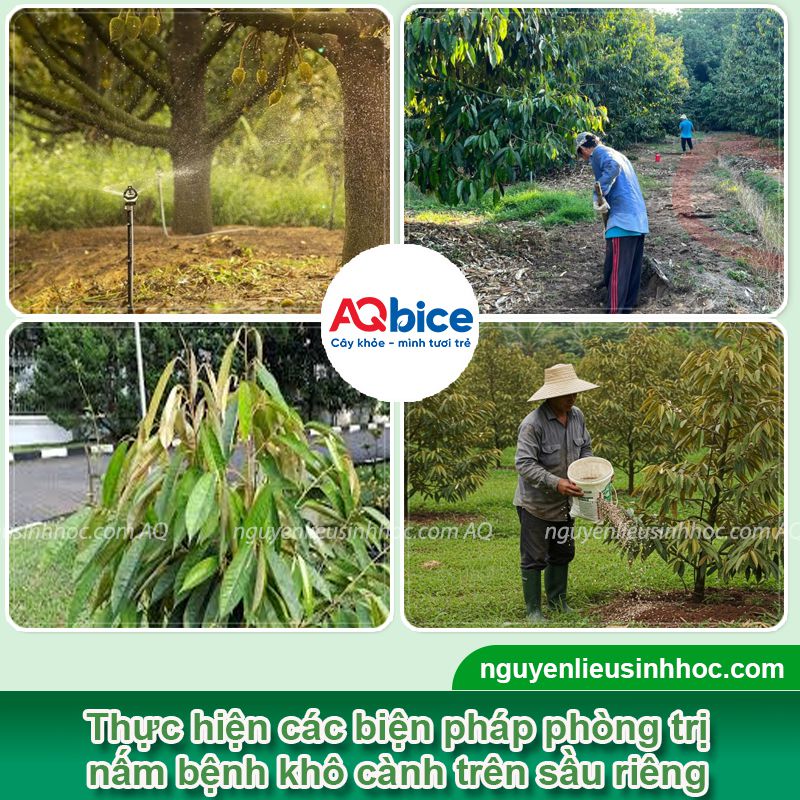 Bệnh khô cành trên cây sầu riêng: Nhận diện và Cách xử lý 3 Bệnh khô cành trên cây sầu riêng: Nhận diện và Cách xử lý