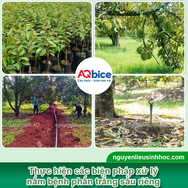Bệnh phấn trắng trên sầu riêng: Nguyên nhân & Cách phòng trị