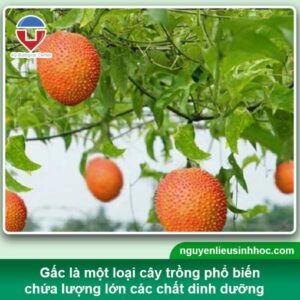 Kỹ thuật trồng cây gấc trái đậu trĩu cành, sai quả - AQ Bice