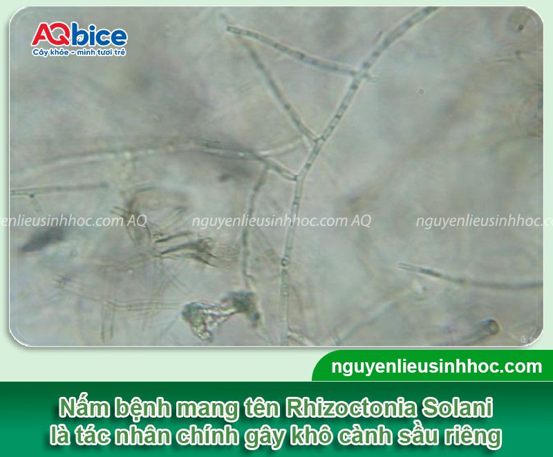 Bệnh khô cành trên cây sầu riêng: Nhận diện và Cách xử lý 1 Bệnh khô cành trên cây sầu riêng: Nhận diện và Cách xử lý