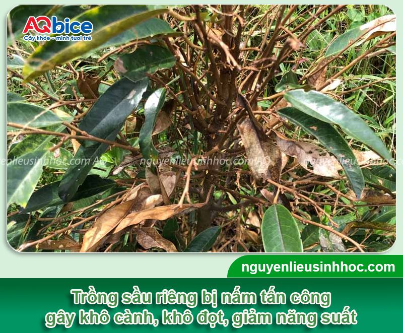Bệnh khô cành trên cây sầu riêng: Nhận diện và Cách xử lý 9 Bệnh khô cành trên cây sầu riêng: Nhận diện và Cách xử lý