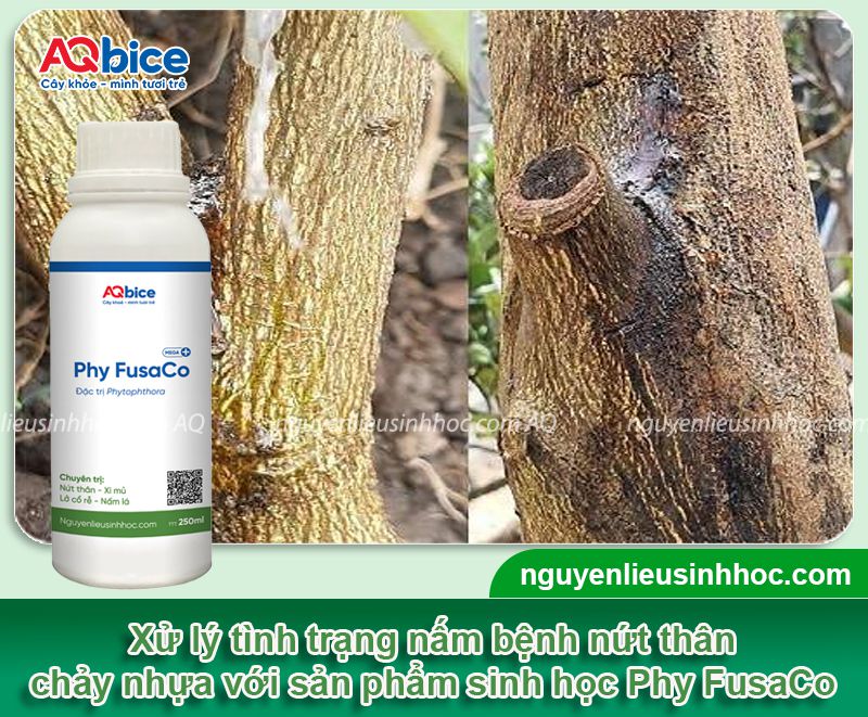 Phy Fusaco + Nano Cu Gold: Trị nứt thân xì mủ - Rửa vườn, sát khuẩn trừ nấm, tẩy rong rêu 8 Thuốc đặc trị nứt thân xì mủ, tẩy rong rêu, trừ nấm khuẩn