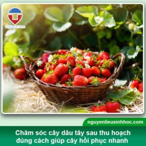 Chăm sóc dâu tây sau thu hoạch cho cây mau phục hồi