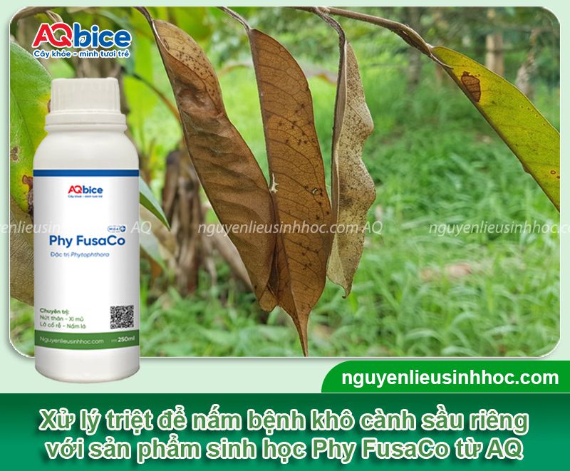 Bệnh khô cành trên cây sầu riêng: Nhận diện và Cách xử lý 4 Bệnh khô cành trên cây sầu riêng: Nhận diện và Cách xử lý