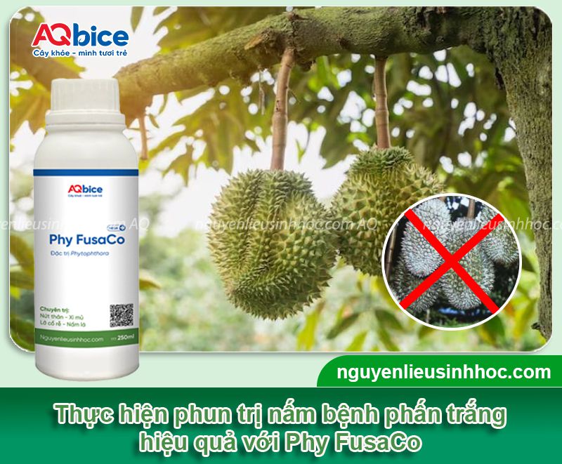 Bệnh phấn trắng trên sầu riêng: Nguyên nhân & Cách phòng trị