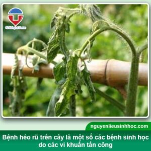 Bệnh héo rũ cà chua nguyên nhân do đâu? Cách phòng trừ