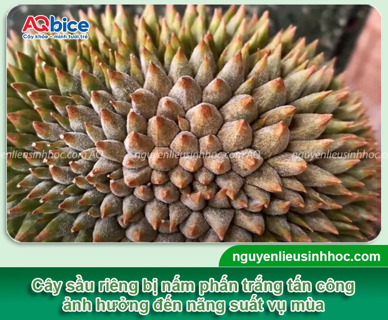 Bệnh phấn trắng trên sầu riêng: Nguyên nhân & Cách phòng trị